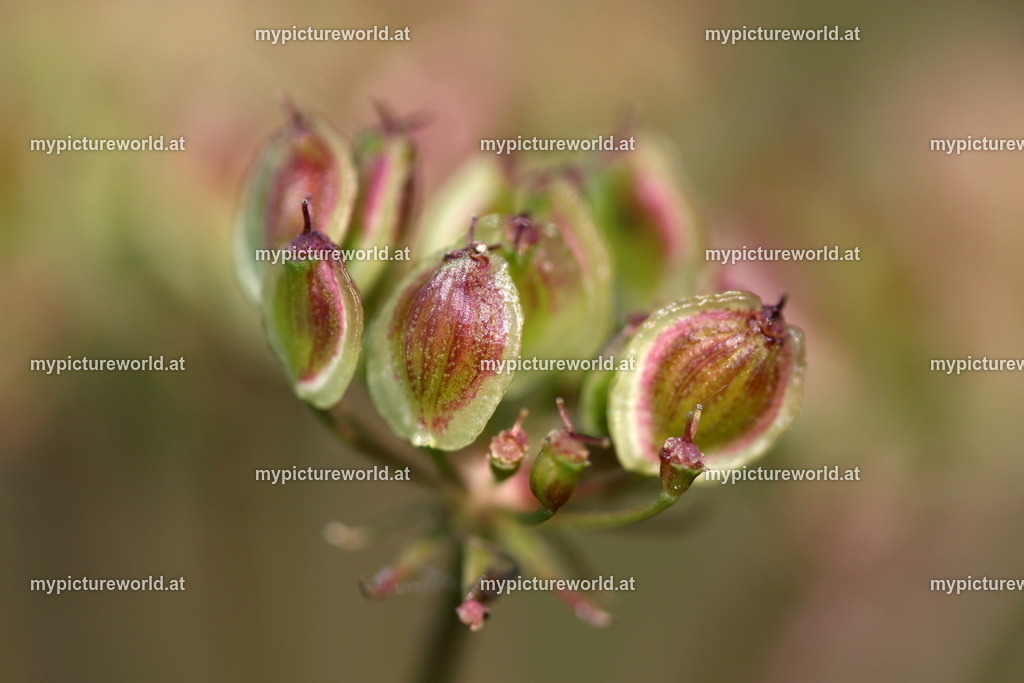 Berg-Haarstrang-004 | Das Bilderarchiv über Tiere, Planzen und Landschaften. In der Bilddatenbank finden Sie ein große Auswahl an hochwertigen Bilder für Ihre Werbung - Realisiert mit Pictrs.com