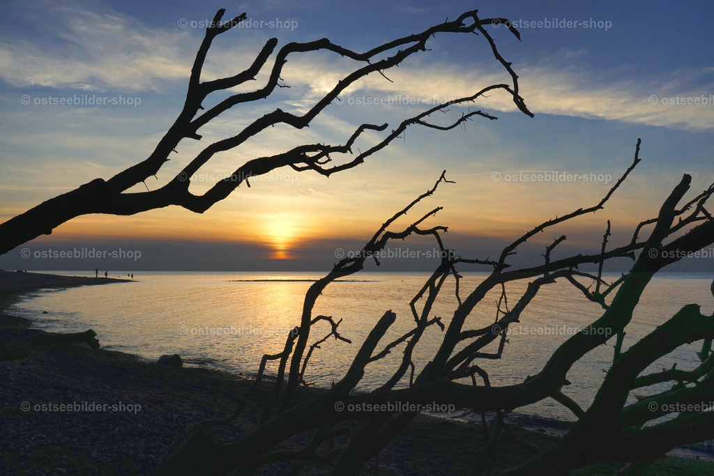 Baumskelett vor Abendhimmel | Auf der windstillen, glatten Ostsee spiegelt sich die Farbe der Abendsonne, während am Horizont eine Wetteränderung aufzieht. Im Vordergrund liegt das Gerippe eines vom Steilufer gestürzten Baumes.