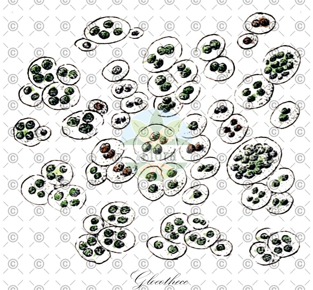 HistAbb_4P69_1_ENZY_Simple | Historische Abbildung von Gloeothece - Chroococcaceae (0) | Historical Illustration of Gloeothece - Chroococcaceae (0)