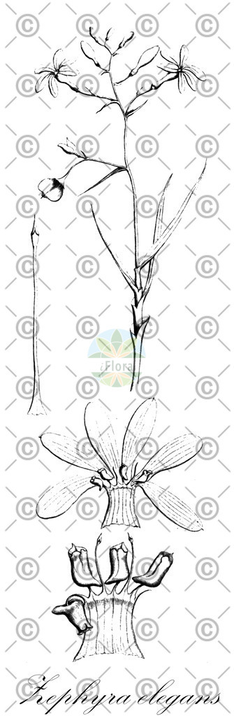 HistAbb_wfo-0000780396_1_ENZY_Simple | Historische Abbildung von Zephyra elegans - Tecophilaeaceae | Historical Illustration of Zephyra elegans - Tecophilaeaceae