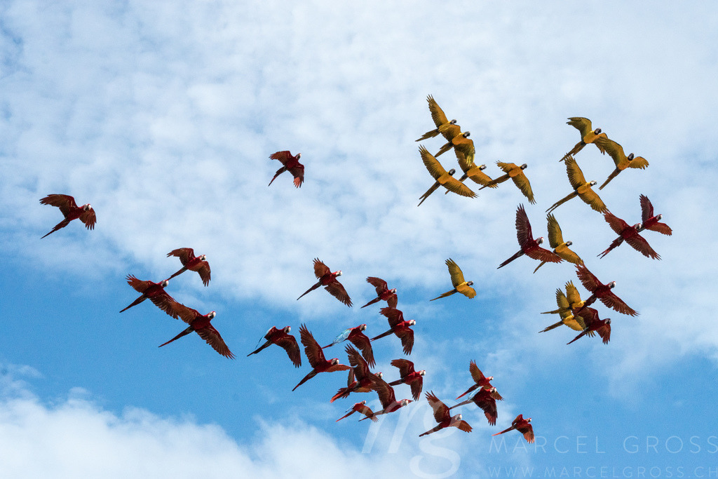 Fliegender Ara-Schwarm im Tambopata Reservat im Peruanischen Amazonas | flying macaw flock in Tambopata Reserve in the Peruvian Amazon - Realisiert mit Pictrs.com