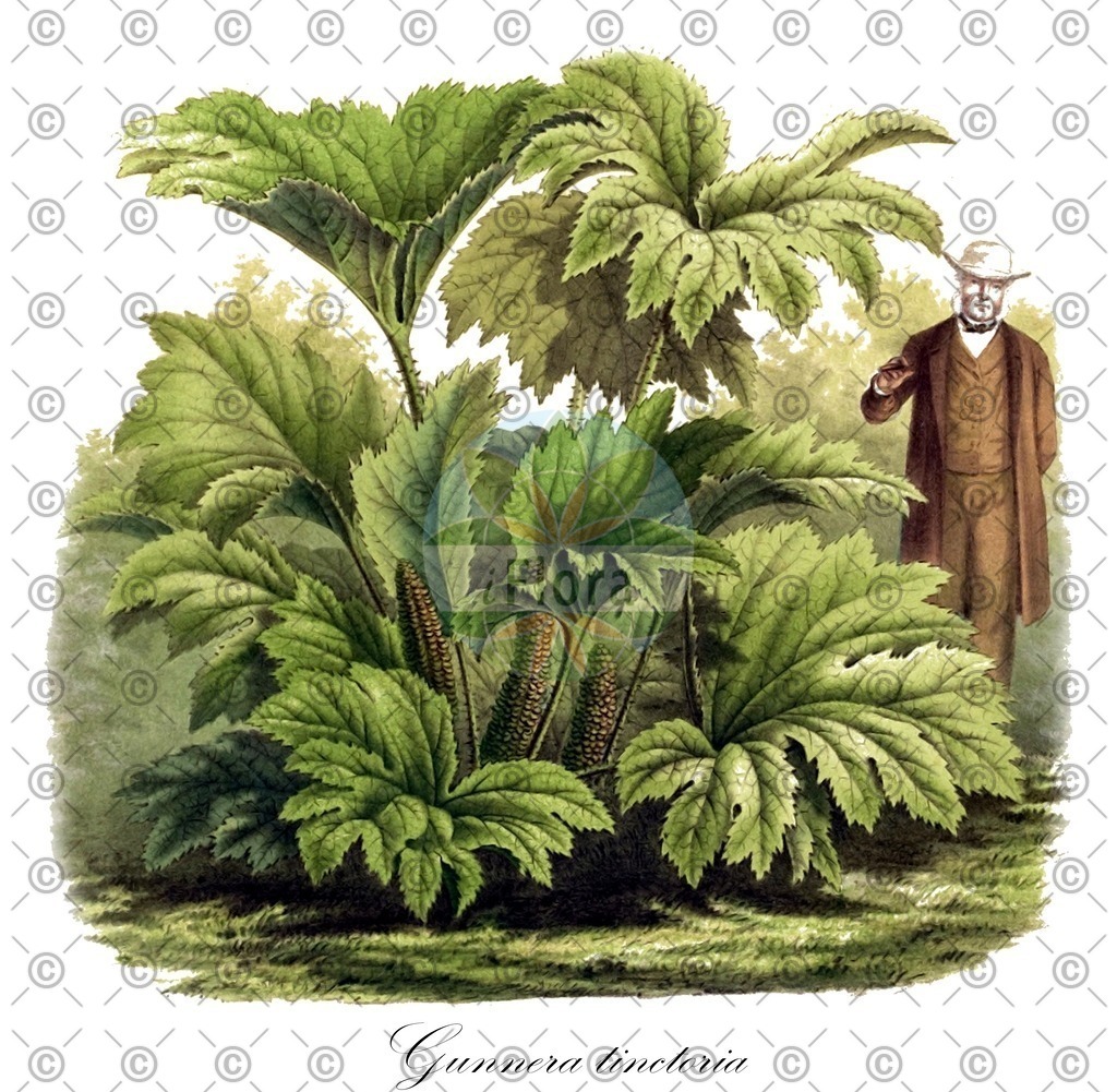 HistAbb_wfo-0000775526_1_ENZY_Simple | Historische Abbildung von Gunnera tinctoria - Gunneraceae | Historical Illustration of Gunnera tinctoria - Gunneraceae