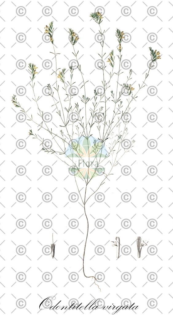 HistAbb_wfo-0000253968_1_ENZY_Simple | Historische Abbildung von Odontitella virgata - Orobanchaceae | Historical Illustration of Odontitella virgata - Orobanchaceae