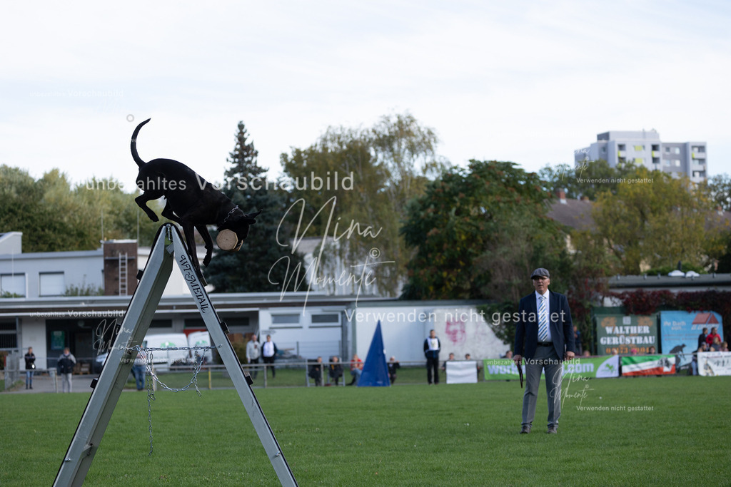 _16A5597 | Einzigartige Fotos von Hunden & Menschen –Actionfotos, Portraits, Vereinsaufnahmen & Paarshootings – authentisch, lebendig & mit Herz.