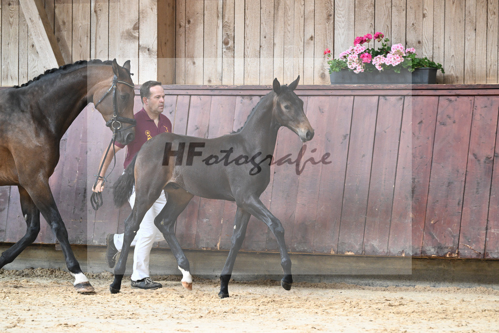 Kat-Nr. 12 HF Escaneno_Albert_26230127 | hf-fotografie - Realizzato con Pictrs.com