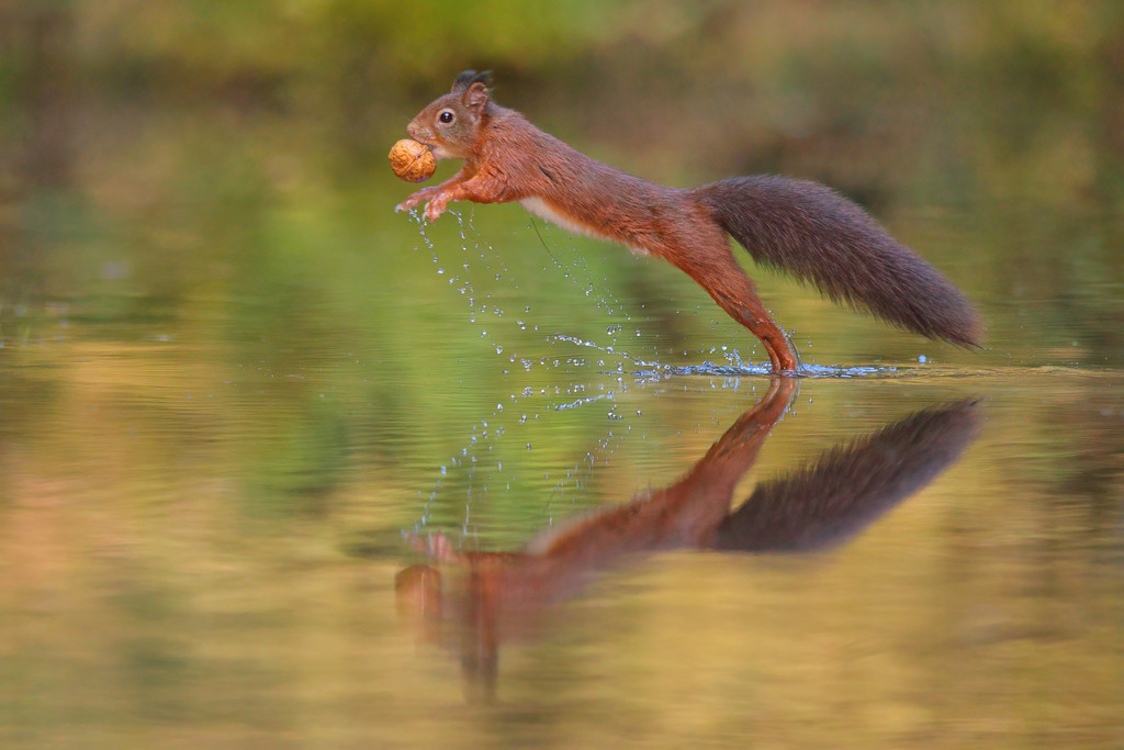 Wandbild springendes Eichhörnchen über das Wasser | Das Bild zeigt ein dynamisches rotes Eichhörnchen (Sciurus vulgaris), das in einem beeindruckenden Sprung über das Wasser gefangen wurde. Das Eichhörnchen hält eine große Nuss fest in seinem Maul und scheint in der Luft zu schweben, während Wassertropfen in eleganten Bögen um es herum spritzen. Der klare, spiegelnde Wasserhintergrund verstärkt die Bewegung und Energie des Eichhörnchens und zeigt die lebhaften Herbstfarben der natürlichen Umgebung. Diese Szene fängt die Lebhaftigkeit und Verspieltheit des Eichhörnchens perfekt ein.