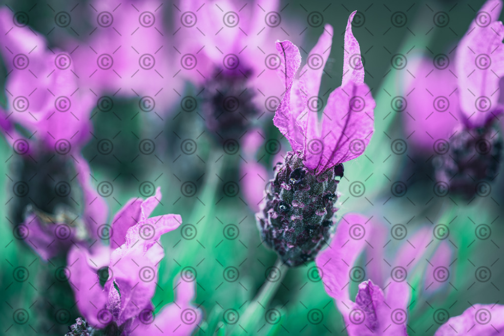 Schopflavendel | Makroaufnahme einer Lavendel Pflanze.