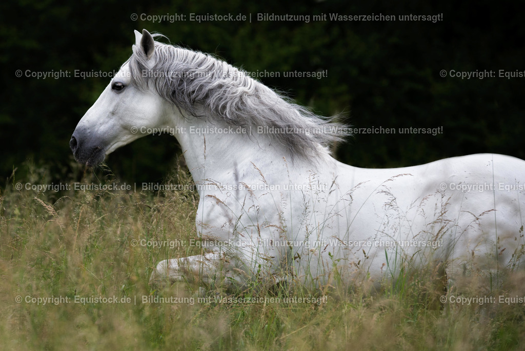 20160608_Spanier_im_Freilauf_0001 | Foto: Thomas Hartig