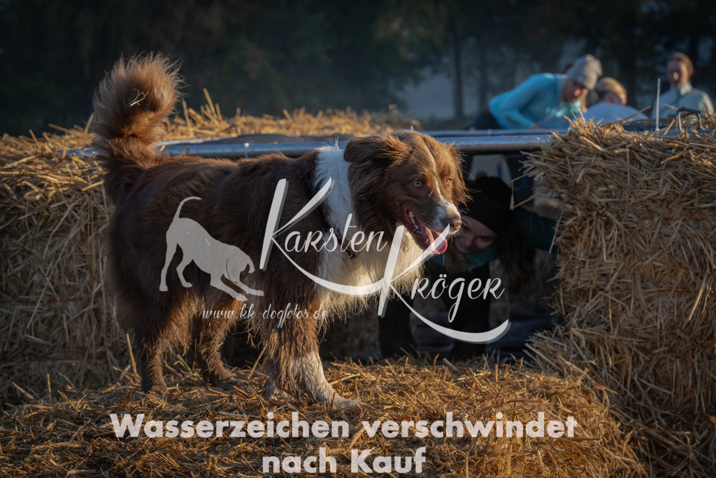 0857_ZZ90174 | kk-dogfotos