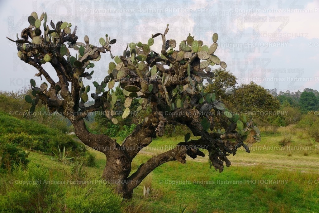 Kakteenbaum | Kakteenbaum - Realisiert mit Pictrs.com