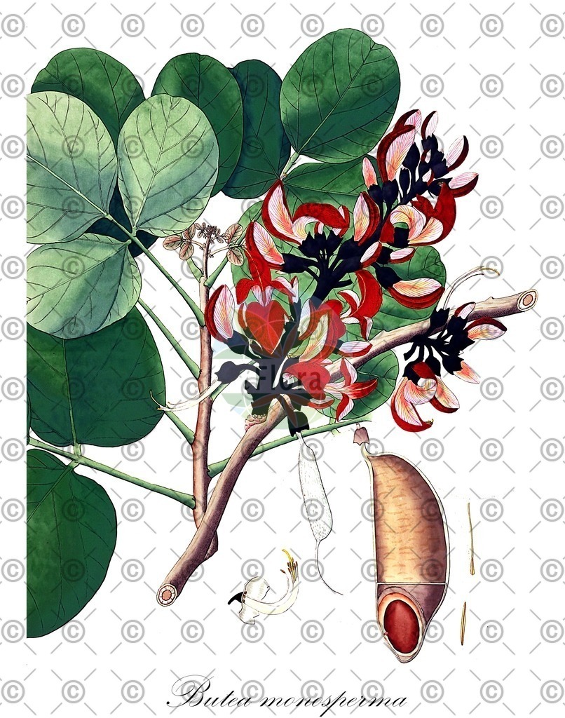 HistAbb_wfo-0000692727_1_ENZY_Simple | Historische Abbildung von Butea monosperma - Fabaceae | Historical Illustration of Butea monosperma - Fabaceae