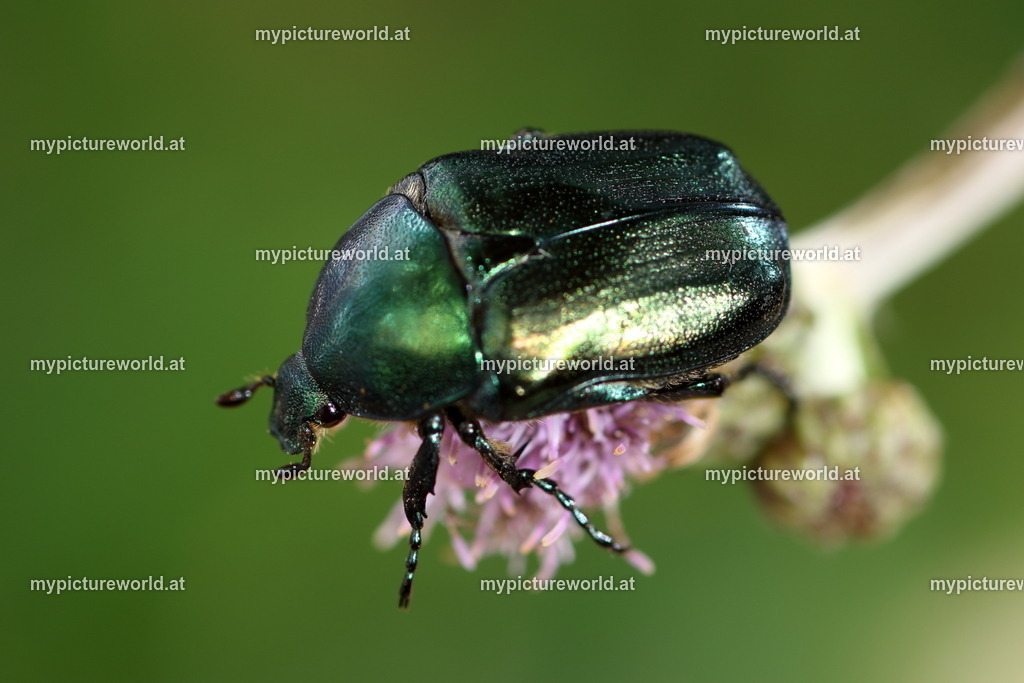 Protaetia angustata-009 | Das Bilderarchiv über Tiere, Planzen und Landschaften. In der Bilddatenbank finden Sie ein große Auswahl an hochwertigen Bilder für Ihre Werbung - Realisiert mit Pictrs.com