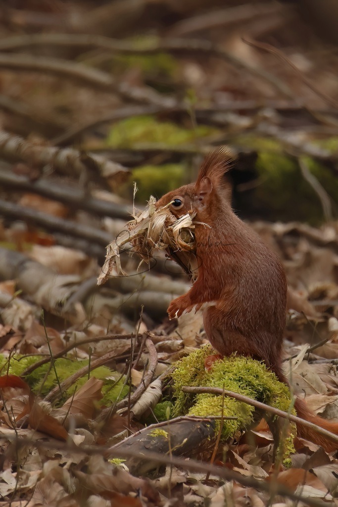 Eichhörnchen  | Simone Sperber, svb-photography,Fotografin,Bilddesignerin,Naturfotografie,Macrofotografie,Tierfotografie,Wildtierfotografie,Ausstellungen,Auftragsfotografie,Kunst,Art,Photographer,Shootings,Bildberatbeitung,Galerie,Shop