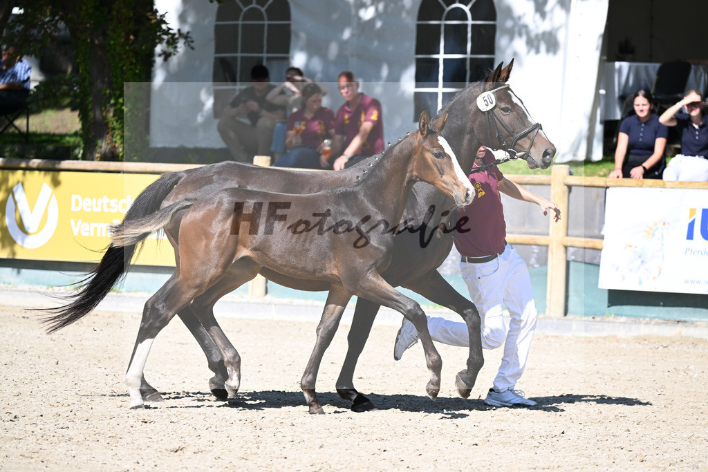 Praesentation Auktionsfohlen_36230295 | hf-fotografie - Realisiert mit Pictrs.com