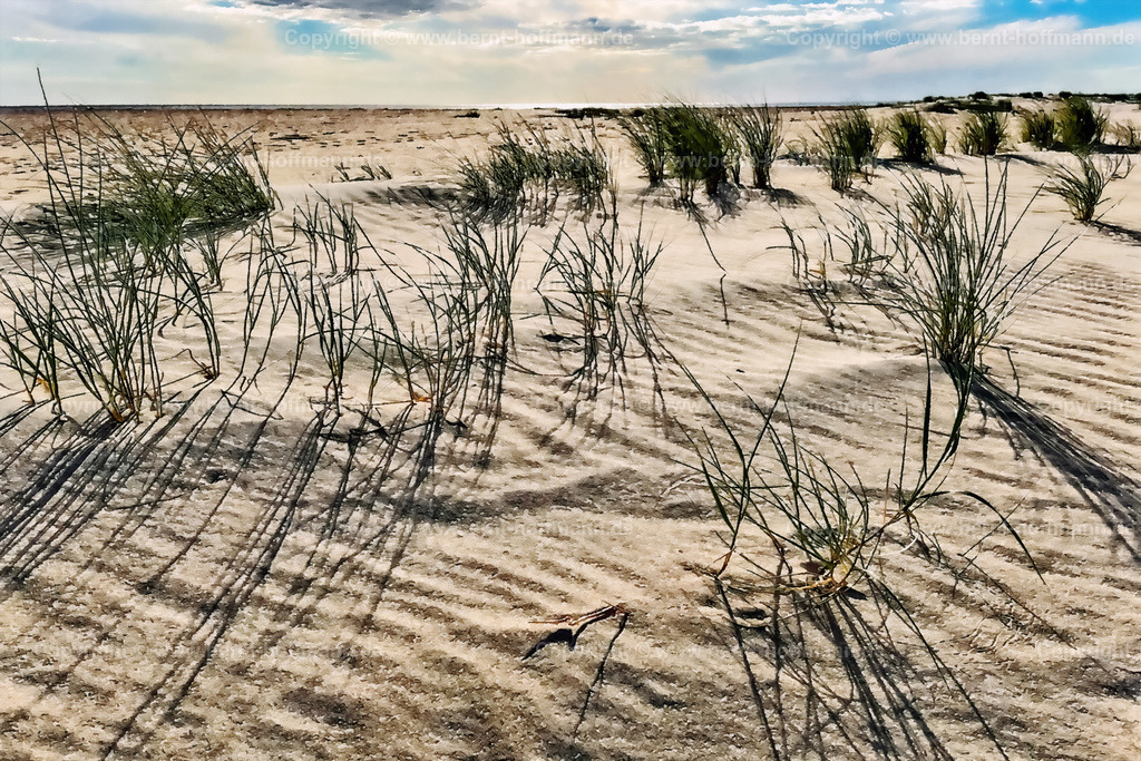 PDM2_3743_DK_Roem-Duenengras_150x100 | DIGITALKUNST. Dünengräser am Nordseestrand. __ Dünen -Bewuchs am Weststrand der dänischen Nordsee -Insel Roem. __ Seitenverhältnis = 3 zu 2. __ Druckbar ist dieses Bild aber auch in vielen kleineren Formaten sowie in frei wählbaren Bildausschnitten. - Realisiert mit Pictrs.com