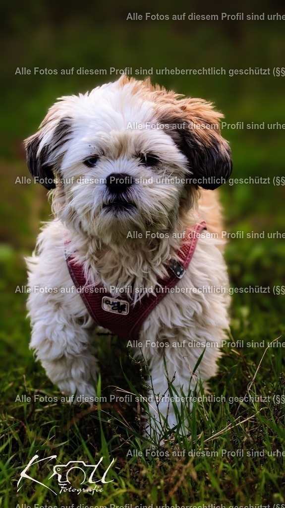 Photo_1727554740698 | krollfotografie - Realisiert mit Pictrs.com