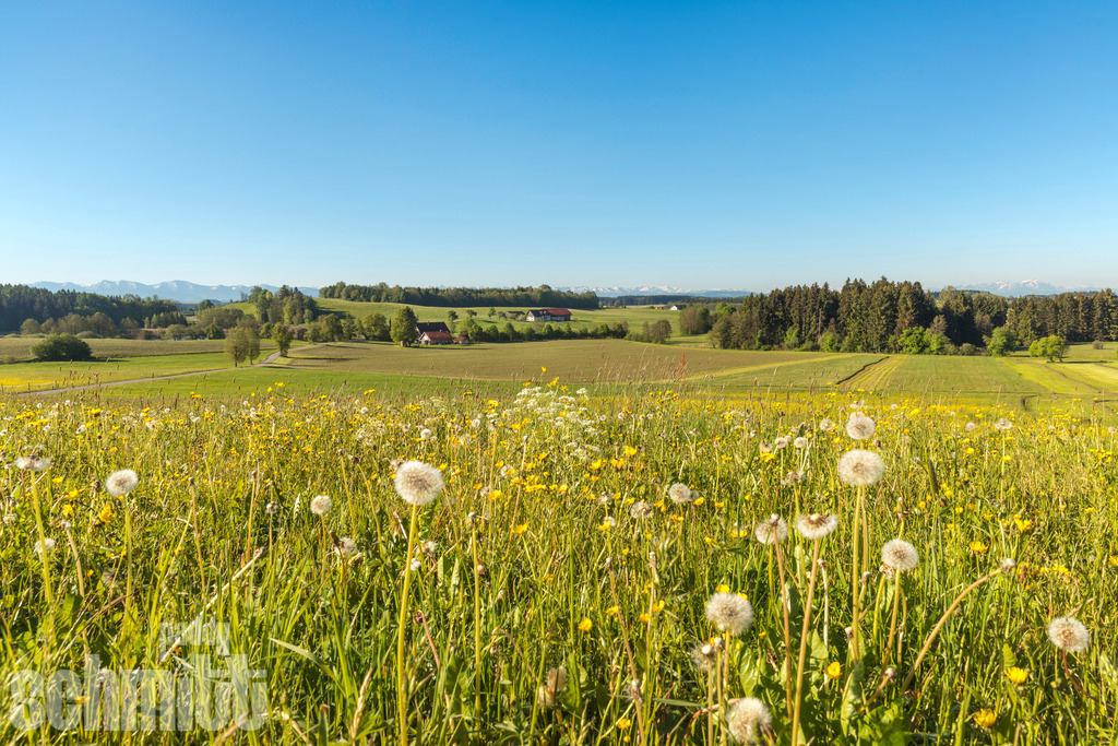 Frühlingswiese im Allgäu mit Alpensicht | Eine blühende Frühlingswiese im Allgäu mit Blick auf die Alpen. Die frischen Farben der Natur und die Bergkulisse am Horizont machen den Frühling im Allgäu besonders schön und idyllisch. - Realisiert mit Pictrs.com