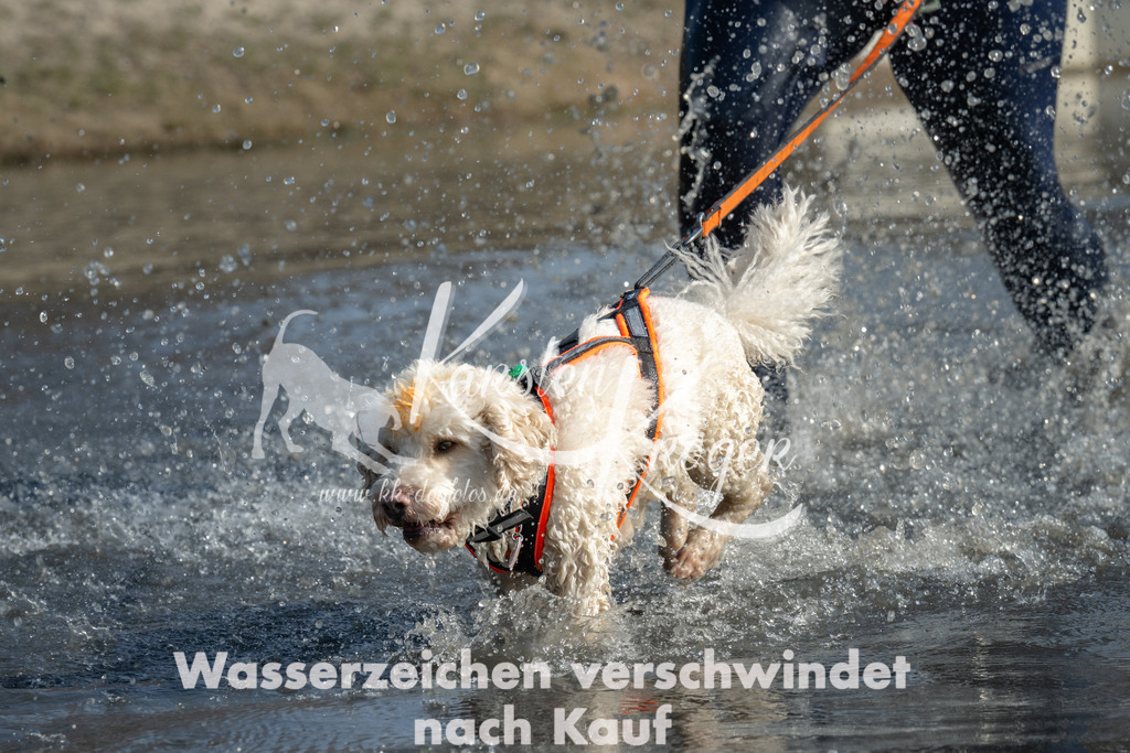 1317_ZZ95782 | kk-dogfotos