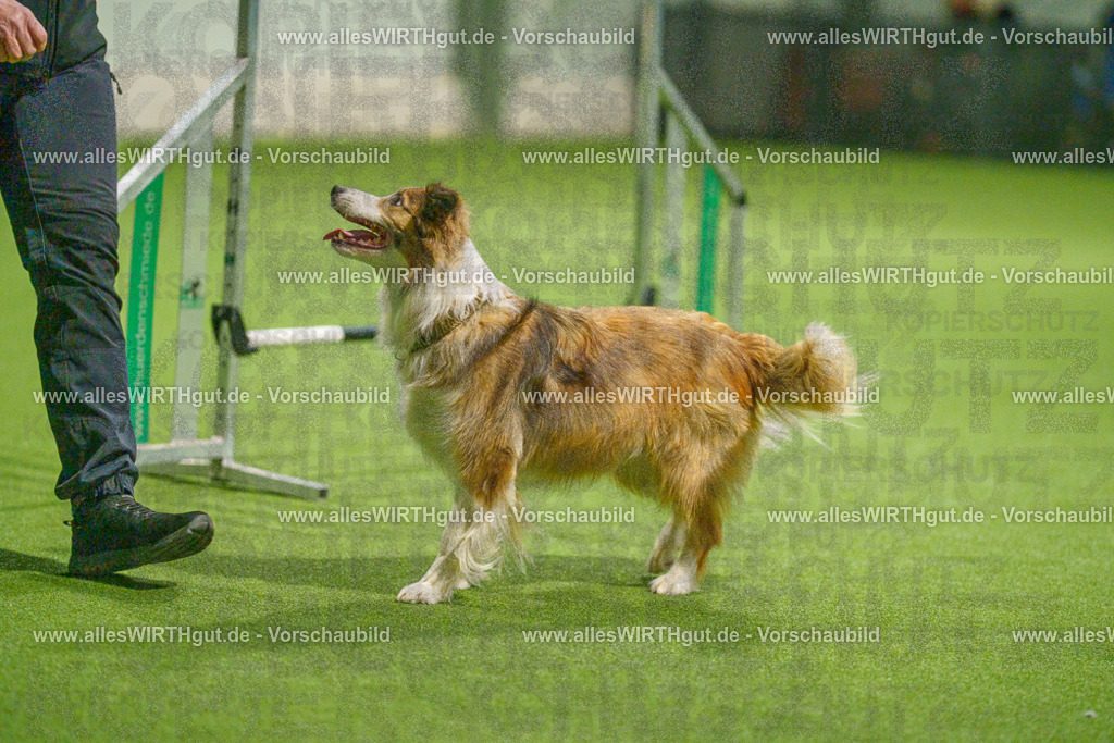 7R504401 | Professionelle Tierfotografie in Mönchengladbach von Daniel Wirth (allesWIRTHgut). Liebevolle & natürliche Bilder von Hunden & Katzen für unvergessliche Erinnerungen.