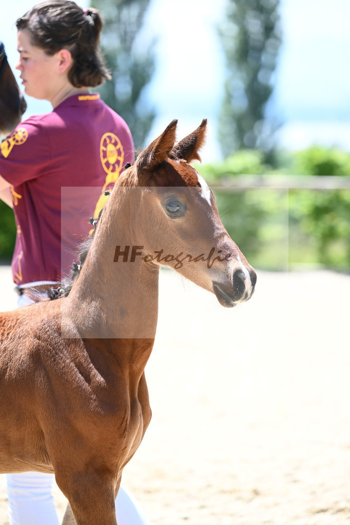 Glamourdale x Fuerst Fernando_HF_Markl_19240587 | hf-fotografie - Realizzato con Pictrs.com