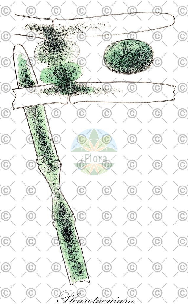 HistAbb_wfo-0000499620_1_ENZY_Simple | Historische Abbildung von Pleurotaenium - Desmidiaceae (0) | Historical Illustration of Pleurotaenium - Desmidiaceae (0)