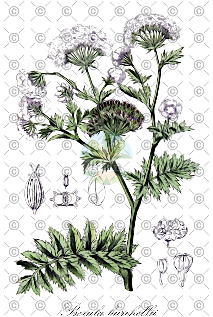 HistAbb_EMP_107161_7_FloraD_Simple | Historische Abbildung von Berula burchellii - Apiaceae | Historical Illustration of Berula burchellii - Apiaceae