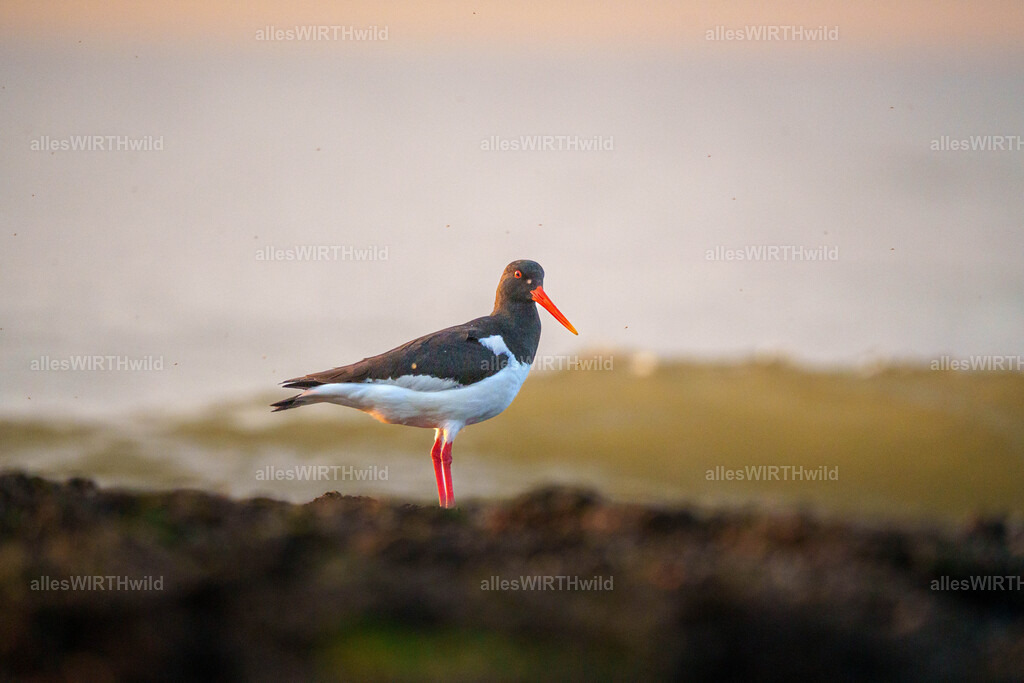 allesWIRTHgut Tierfotografie - www.allesWIRTHwild.de - 7IV03596 | Entdecke die faszinierende Welt der Natur- und Wildlife-Fotografie von Daniel und Bärbel. Inspirierende Bilder von wilden Tieren und kleinen Naturwundern.