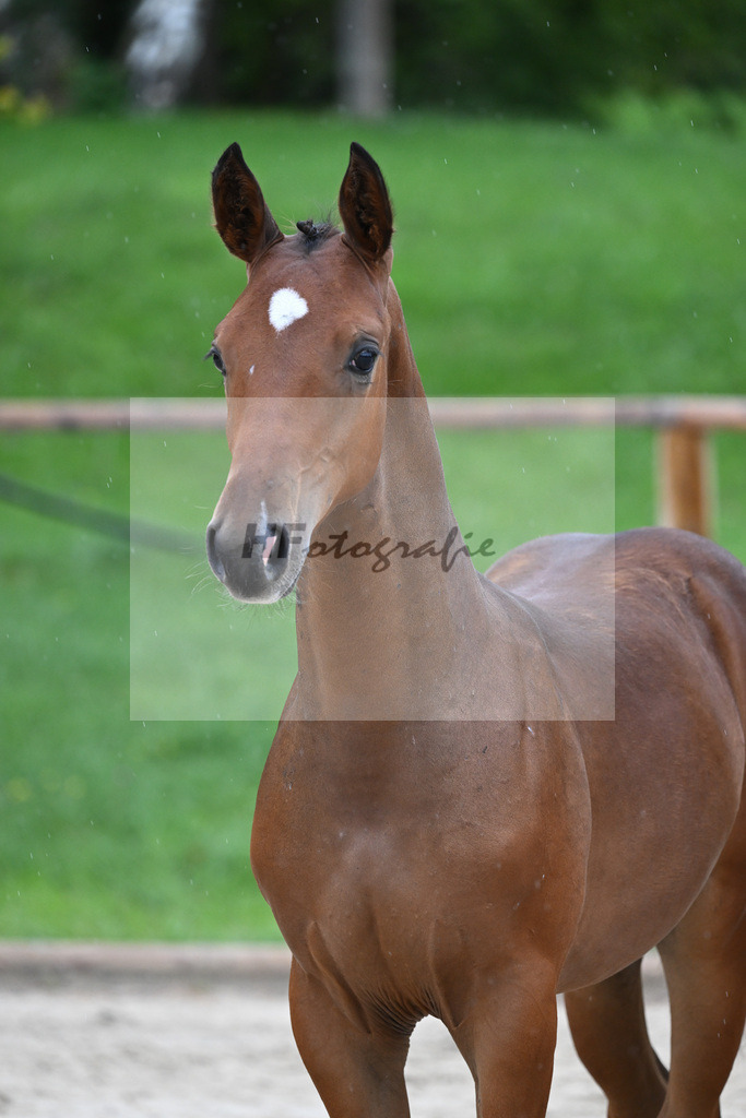 Kat-Nr. 8 HF Cellestial_Joas_25230075 | hf-fotografie - Realizzato con Pictrs.com