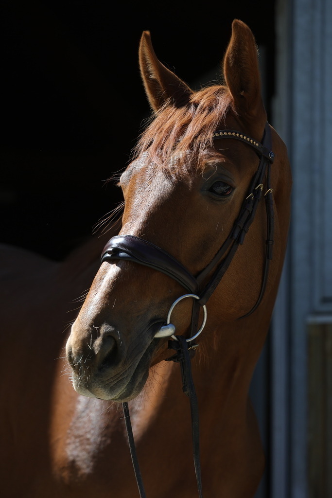 0P6A8751 | Willkommen bei Brunnmayr - Design & Fotografie – Ihrem Spezialisten für Reitturniere und Pferdeveranstaltungen in Oberösterreich, Salzburg und Bayern! Seit über 17 Jahren sind wir leidenschaftlich dabei.
