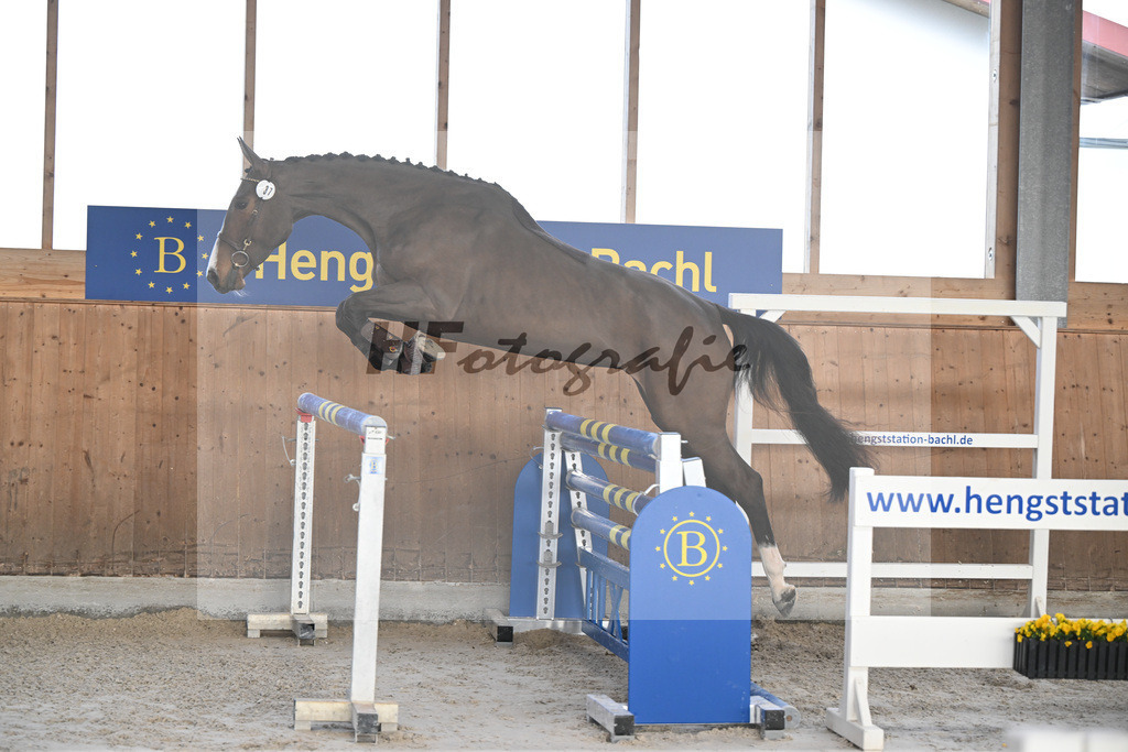 Kat-Nr. 37 Agana Filippa Z v. Aganix Du Seigneur_Schwendinger_14260916 | hf-fotografie - Realizzato con Pictrs.com