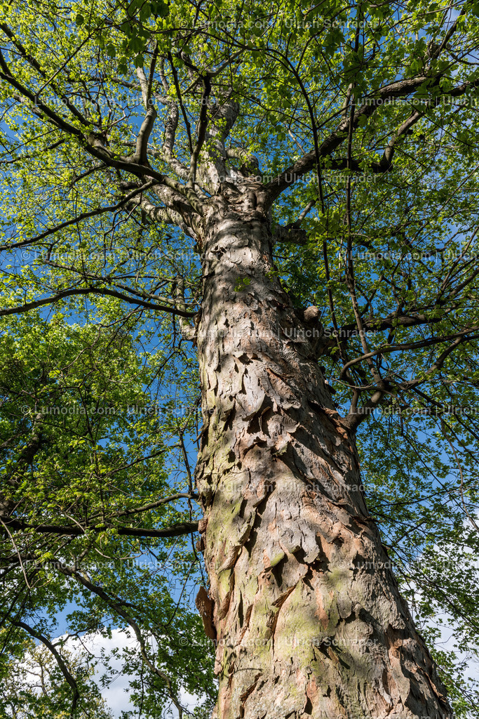 10049-3834 - Schloßpark Ballenstedt | Stockfoto und Bilderpool mit Bildmaterial aus Deutschland, dem Harz, Halberstadt, Quedlinburg, Wernigerode und weltweit. Qualitativ hochwertige und professionelle Fotos anschauen und kaufen. - Realisiert mit Pictrs.com