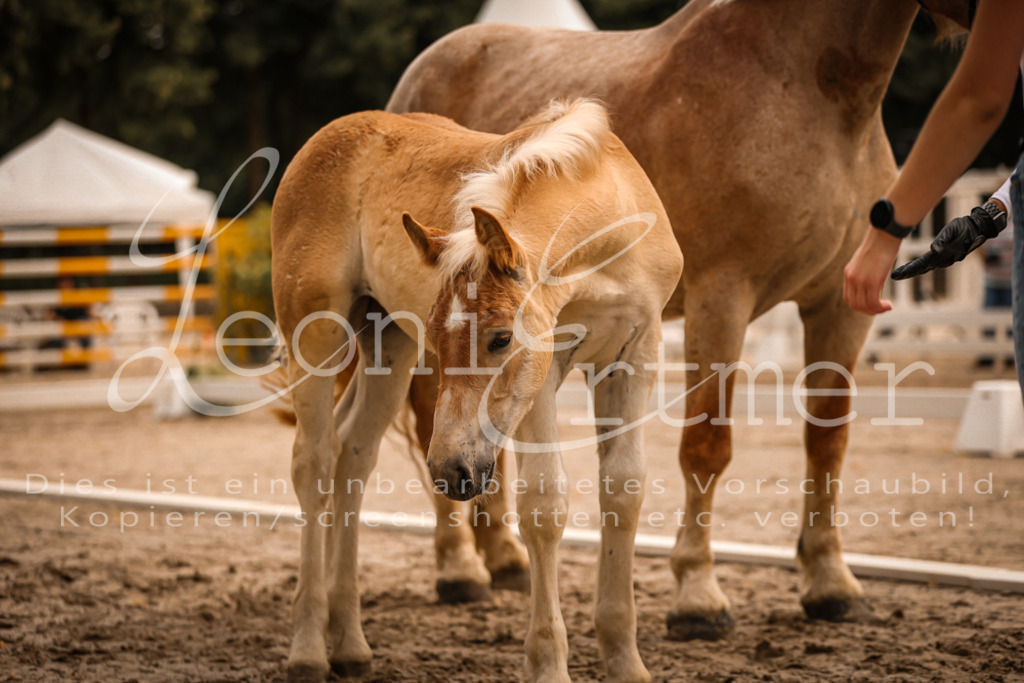 SaSF00060 | Leoni Ertmer Photography - Realisiert mit Pictrs.com