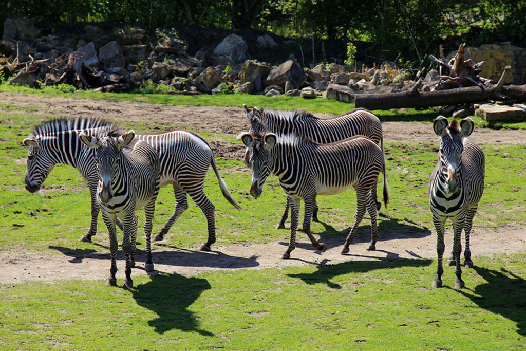 Foto: Leipzig - Zoo | Das Team hinter BILDLEXIKON LEIPZIG bündelt historische wie aktuelle Informationen über die Stadt Leipzig in Text und Bild auf einer Plattform und stellt diese der interessierten Öffentlichkeit zur Verfügung.