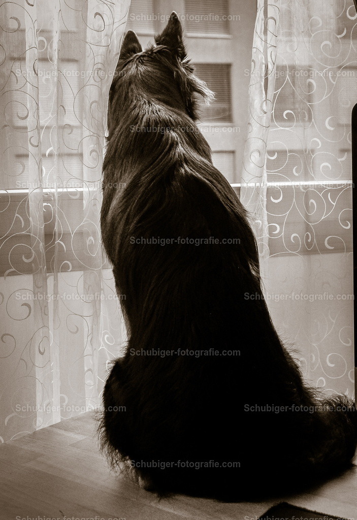 Hund | Hund guckt aus dem Fenster - Realisiert mit Pictrs.com