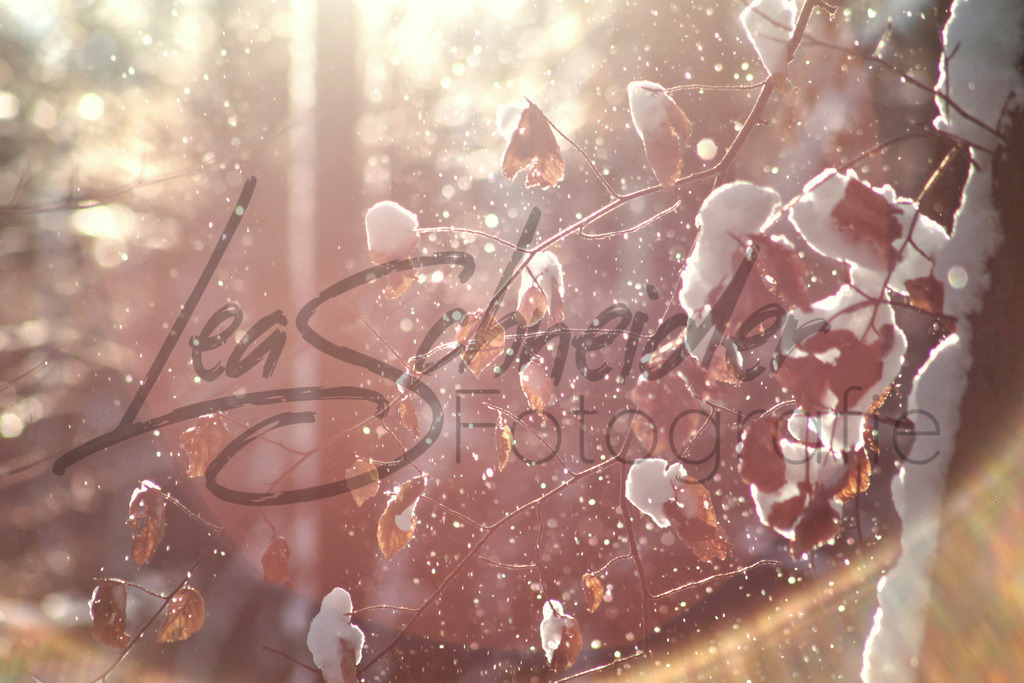 Winter 1 | Schneebedeckter Ast mit rieselndem Schnee im Gegenlicht - Realisiert mit Pictrs.com