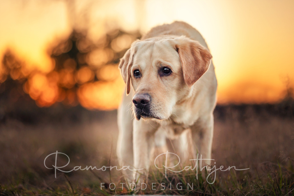 EY4A2681-1 | ramonarathjen-fotodesign - Realisiert mit Pictrs.com