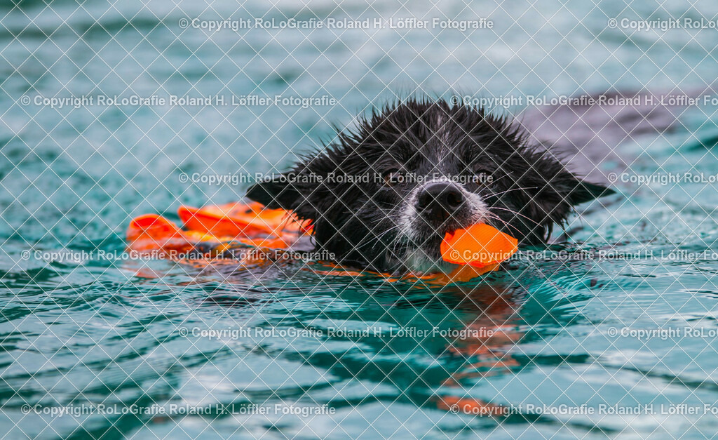 Hundebaden-01 | Bordercollie schwimmt im Freibad - Realisiert mit Pictrs.com
