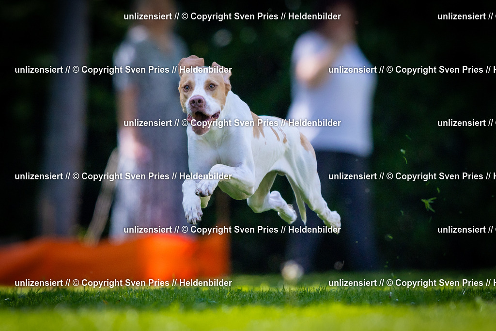 Sven Pries | 2025-08-10 - Hunderennen Durlach - Realisiert mit Pictrs.com