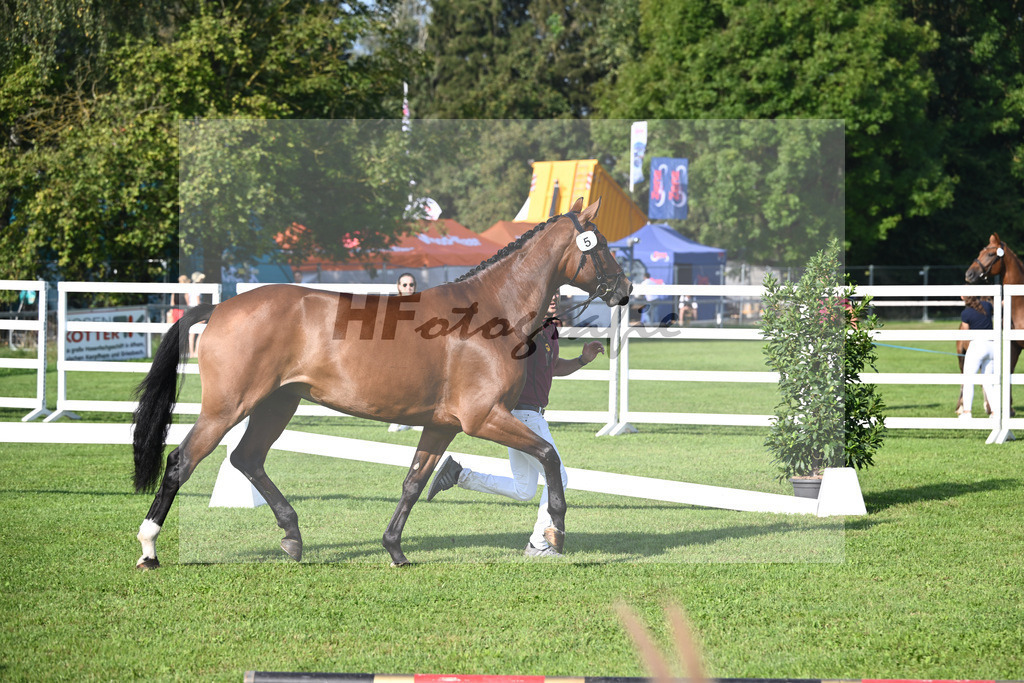 Kat-Nr. 5 nn v. Belissimo M_Krempler_34240048 | hf-fotografie - Realisiert mit Pictrs.com