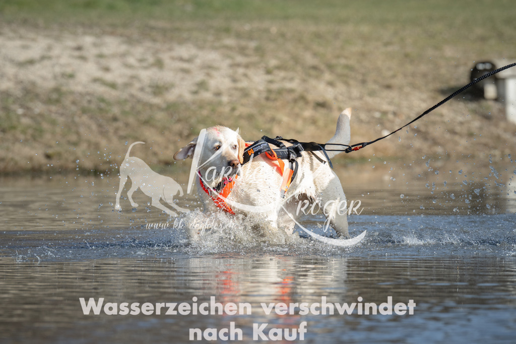 1400_ZZ99389 | kk-dogfotos