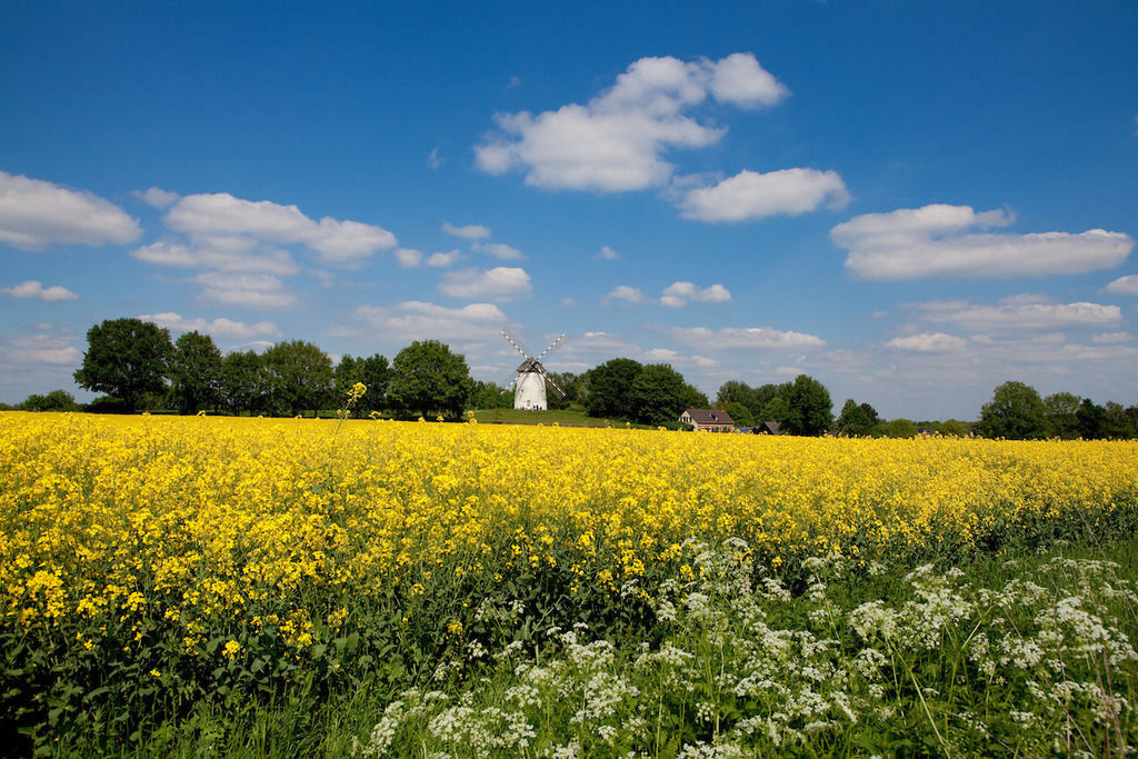 120513-022 | Europa, DEU, Deutschland, Nordrhein Westfalen, NRW, Rheinland, Niederrhein, Krefeld-Traar, Egelsberg, Historische Muehle, Windmuehle, Egelsbergmuehle, Kategorien und Themen, Architektur, Architektonisch, Architekturstil, Bauwerk, Gebaeude, Historisch, Architekturfoto, Architekturphoto, Architekturfotografie, Architekturphotographie, Tourismus, Touristik, Touristisch, Touristisches, Urlaub, Reisen, Reisen, Ferien, Urlaubsreise, Freizeit, Reise, Reiseziele, Ferienziele....[Fuer die Nutzung gelten die jeweils gueltigen Allgemeinen Liefer-und Geschaeftsbedingungen. Nutzung nur gegen Verwendungsmeldung und Nachweis. Download der AGB unter http://www.image-box.com oder werden auf Anfrage zugesendet. Freigabe ist vorher erforderlich. Jede Nutzung des Fotos ist honorarpflichtig gemaess derzeit gueltiger MFM Liste - Kontakt, Uwe Schmid-Fotografie, Duisburg, Tel. (+49).2065.677997, ..archiv@image-box.com, www.image-box.com] - Realisiert mit Pictrs.com