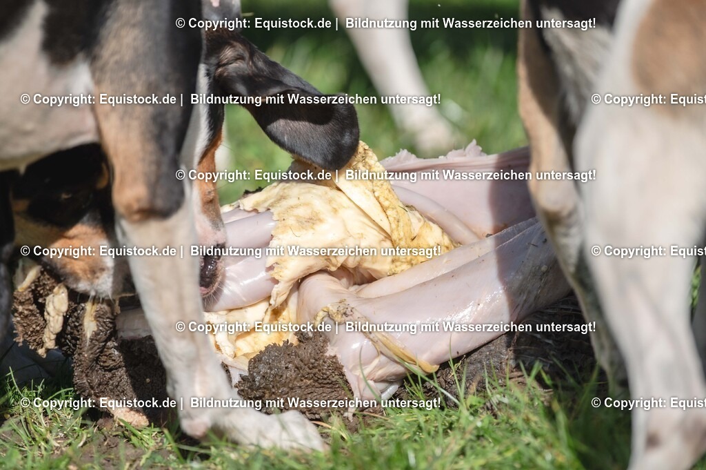 20251011_Jagd-Marbach_0663 | Foto: Thomas Hartig