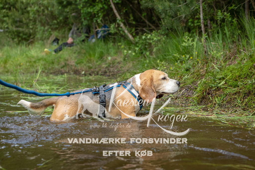 1242DKK993359 | kk-dogfotos