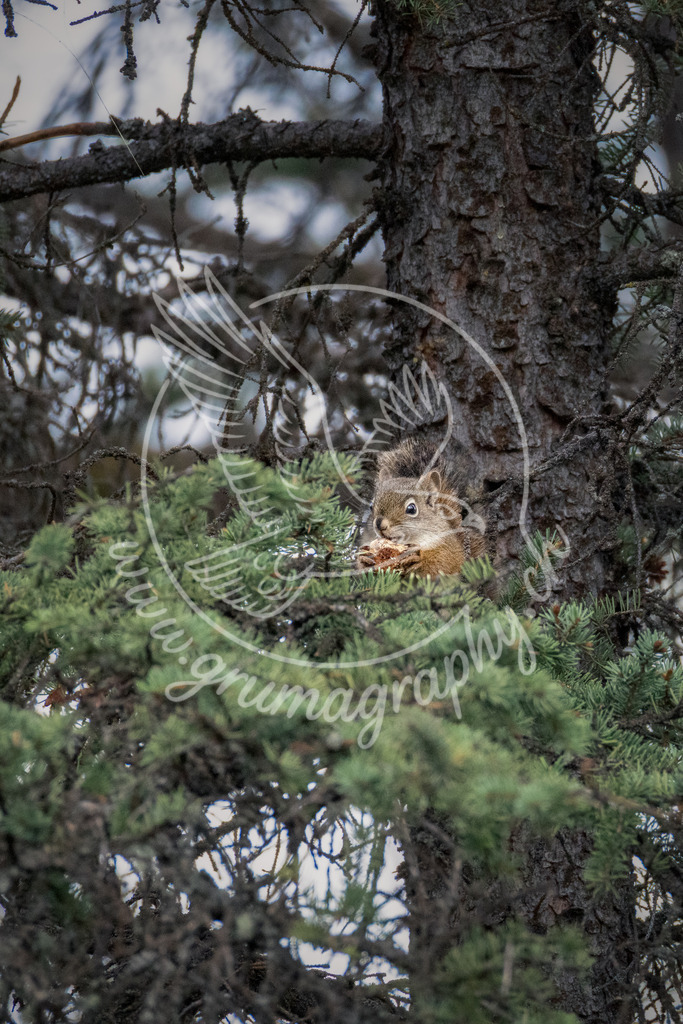 ther little forager - red squirrel, canada | Authentische Landschafts- & Wildtierfotografie aus der Schweiz. Hochwertige Wandbilder, Fine-Art-Prints und Wunschmotive nach Auftrag – sorgfältig entwickelt im Grumagraphy-Style