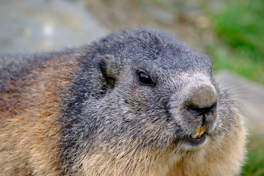 Murmeltiere auf der Kaiser-Franz-Josefs-Höhe   | Austria - September 05, 2025: Murmeltiere auf der Kaiser-Franz-Josefs-Höhe. - Realisiert mit Pictrs.com