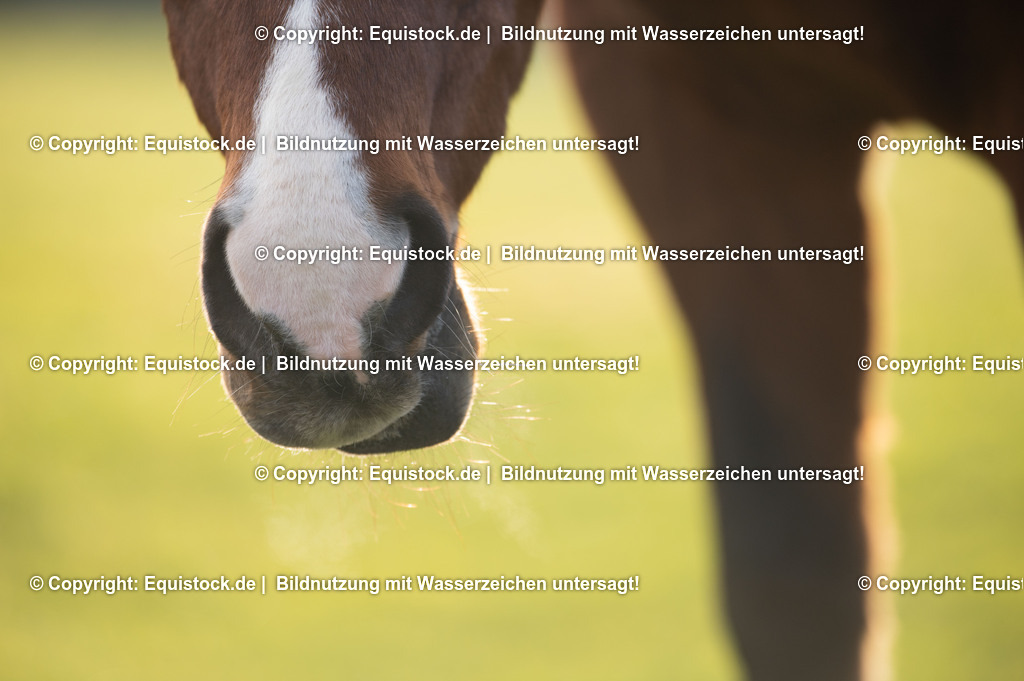 20201211_Schleckendes-Pferd_0003 | equistock