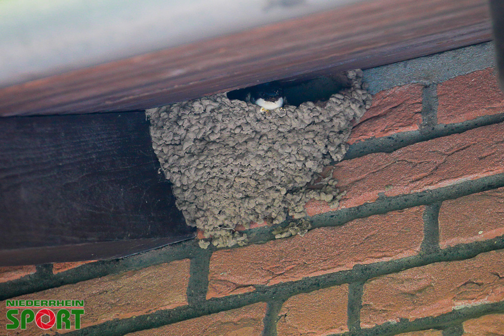 Mehlschwalben_bei_Otto11062025_008 | Bildergalerie von Sport-Ereignissen aber auch von weiteren spannenden Dingen - nicht nur vom Niederrhein. In Anlehnung an den bekannten Spruch von Hanns Dieter Hüsch heißt das Motto: "Niederrhein ist überall".  - Realisiert mit Pictrs.com