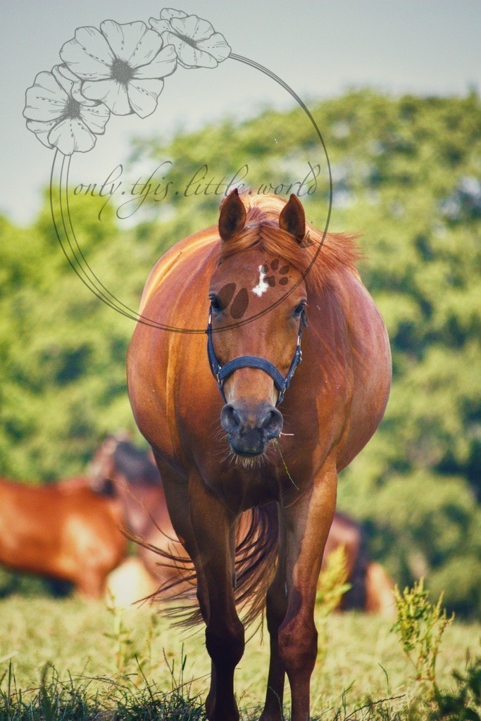 Pferd Fuchs (Rasse mir unbekannt)  | only.this.little.world - Realisiert mit Pictrs.com