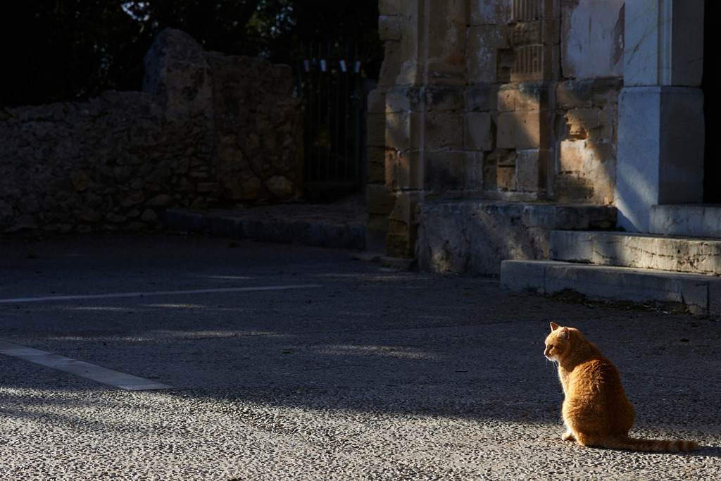 rote Katze sitzt am Vorplatz in der Sonne | Pollenca, Spanien - January 05, 2014: rote Katze sitzt am Vorplatz in der Sonne. - Realisiert mit Pictrs.com