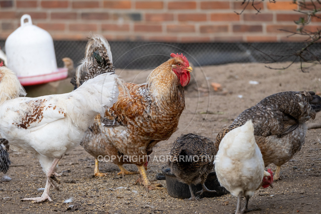 20221029-_DSF9876 | Freilaufende Biohühner in Biohaltung - Realisiert mit Pictrs.com